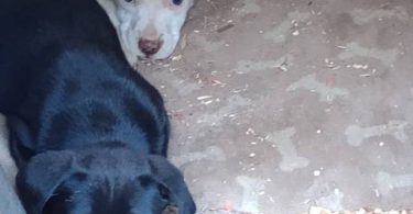 Pitbull Border Collie cross puppies