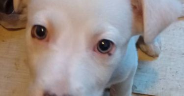 Pitbull Border Collie cross puppies