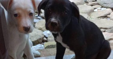Pitbull Border Collie cross puppies