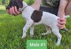 2 AKC German Shorthaired puppies for sale