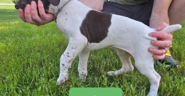 2 AKC German Shorthaired puppies for sale