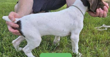 2 AKC German Shorthaired puppies for sale