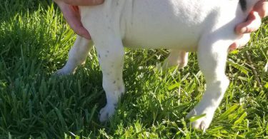 2 AKC German Shorthaired puppies for sale