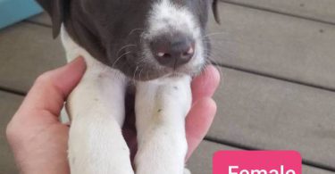 2 AKC German Shorthaired puppies for sale