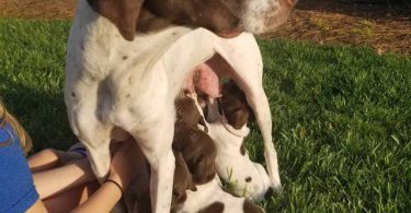 2 AKC German Shorthaired puppies for sale
