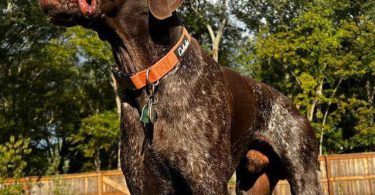 2 AKC German Shorthaired puppies for sale