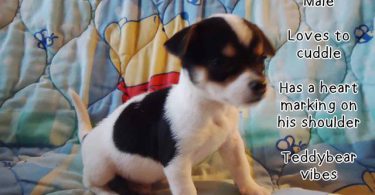 2 baby Chiweenies need a home