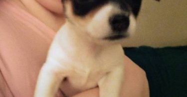 2 baby Chiweenies need a home