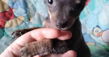 2 baby Chiweenies need a home