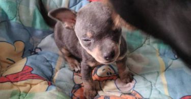 2 baby Chiweenies need a home