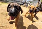 Boxer x German Shepherd puppies