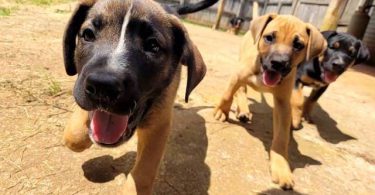 Boxer x German Shepherd puppies