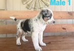 Beautiful Texas heeler puppies for sale