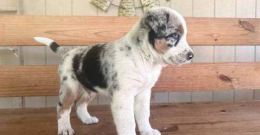 Beautiful Texas heeler puppies for sale