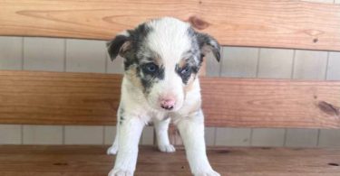 Beautiful Texas heeler puppies for sale