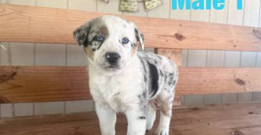 Beautiful Texas heeler puppies for sale