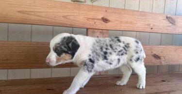 Beautiful Texas heeler puppies for sale
