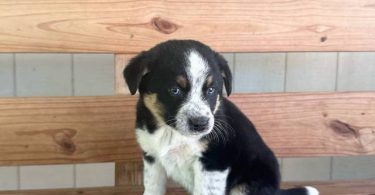 Beautiful Texas heeler puppies for sale