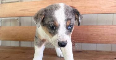 Beautiful Texas heeler puppies for sale
