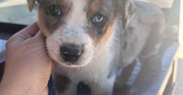 Beautiful Texas heeler puppies for sale