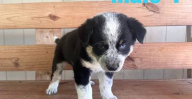 Beautiful Texas heeler puppies for sale