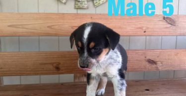 Beautiful Texas heeler puppies for sale