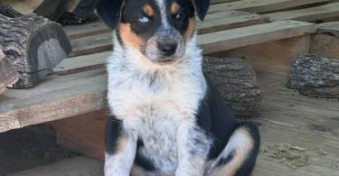 Beautiful Texas heeler puppies for sale