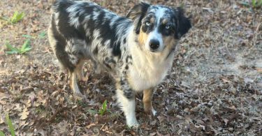 Beautiful Texas heeler puppies for sale