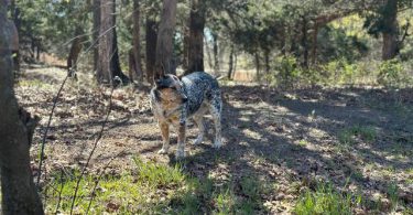 Beautiful Texas heeler puppies for sale