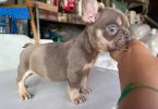 3 AKC French Bulldog pups for sale not cheap