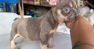 3 AKC French Bulldog pups for sale not cheap
