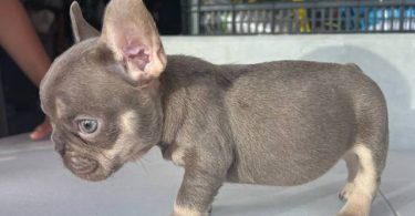 3 AKC French Bulldog pups for sale not cheap