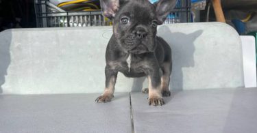 3 AKC French Bulldog pups for sale not cheap
