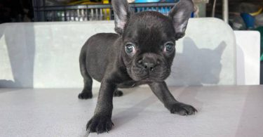 3 AKC French Bulldog pups for sale not cheap
