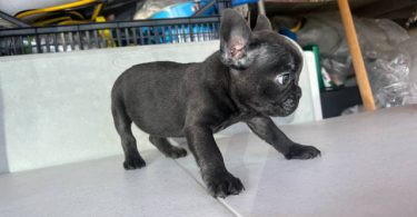 3 AKC French Bulldog pups for sale not cheap