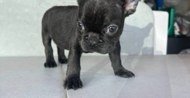 3 AKC French Bulldog pups for sale not cheap