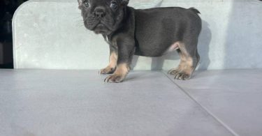 3 AKC French Bulldog pups for sale not cheap