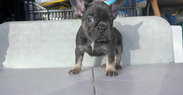 3 AKC French Bulldog pups for sale not cheap