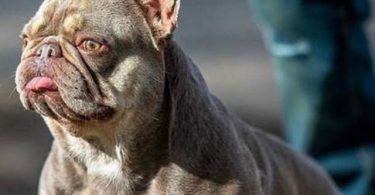 3 AKC French Bulldog pups for sale not cheap