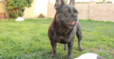 3 AKC French Bulldog pups for sale not cheap
