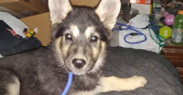 Female Shepsky puppy ready to go