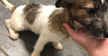 4 months old Jack russell puppy