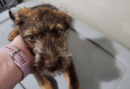 2 bernedoodle husky mix puppies for adoption