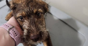 2 bernedoodle husky mix puppies for adoption
