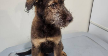 2 bernedoodle husky mix puppies for adoption