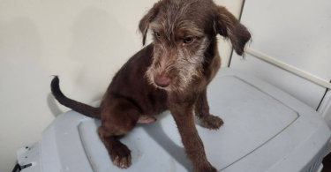 2 bernedoodle husky mix puppies for adoption