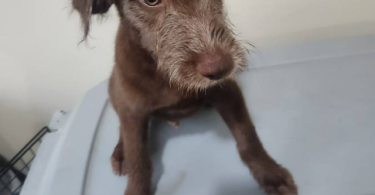 2 bernedoodle husky mix puppies for adoption