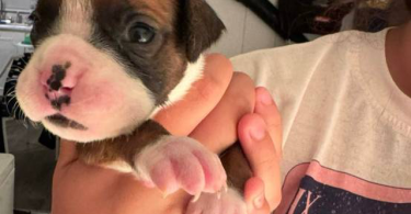 Fullblooded Boxer puppies