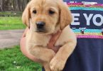 8 Yellow English Lab puppies for sale