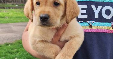 8 Yellow English Lab puppies for sale